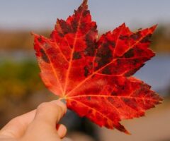 Wat zijn de vervoersmogelijkheden als ik in september in muiden ga wonen?